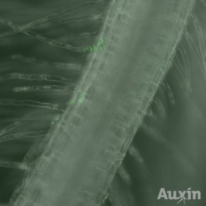 Auxin by Imperial College London